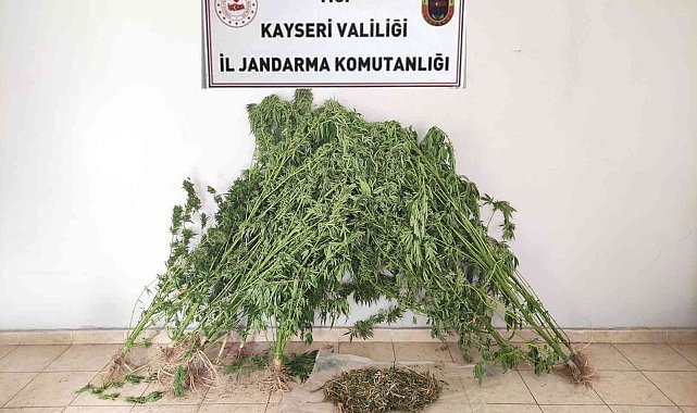 Jandarmadan uyuşturucu operasyonu