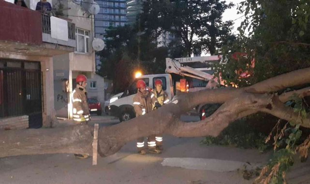 Kadıköy'de dut ağacı kökünden koparak devrildi