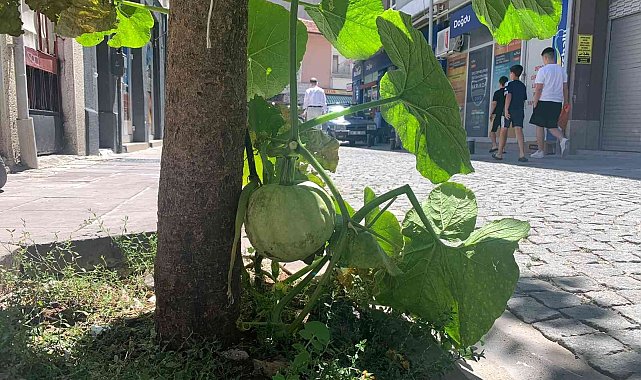Kaldırımda yetişen kabak görenleri şaşırtıyor