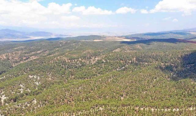 Kilis'te orman denetimi