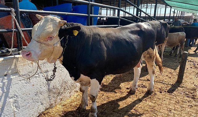 Kurban Bayramı'nda Aydın'da 72 bin 465 baş hayvan kurban edildi