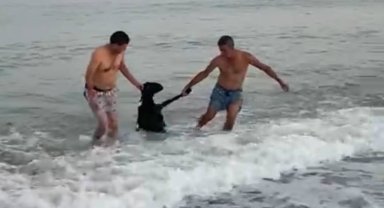 Kurbanlık keçi denize atladı, yüzerek kaçmaya çalıştı