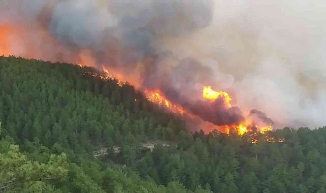 Kütahya'da orman yangını çıktı