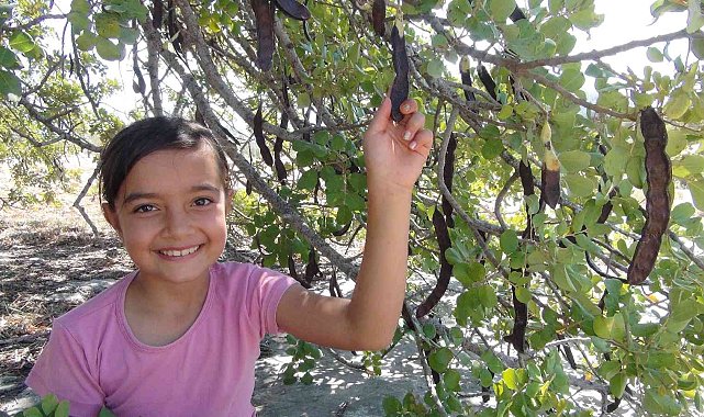 Mersin'de hırsızlar nedeniyle keçiboynuzu hasadına bir ay önce başlandı