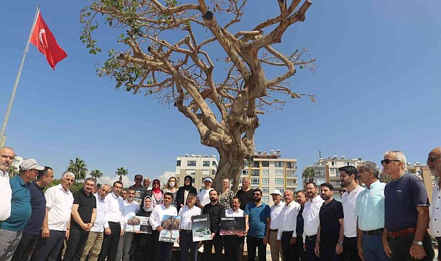 Mersin'de yarım asırlık ağacın kurutulmasına tepkiler sürüyor