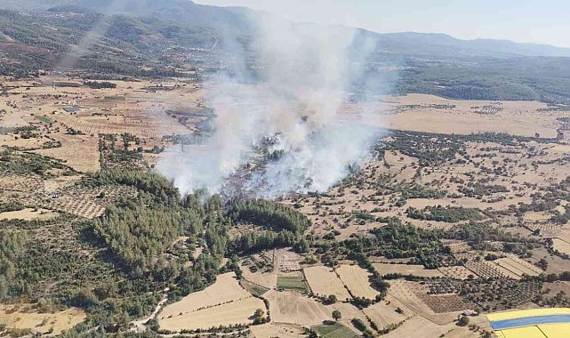 Milas'ta 4 hektarlık alan zarar gördü