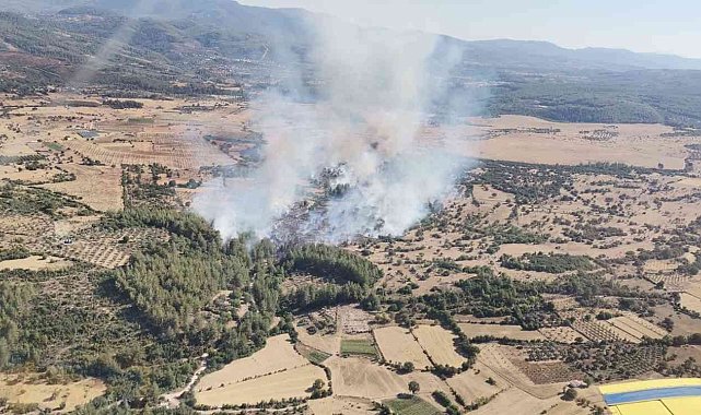 Milas'ta orman yangını