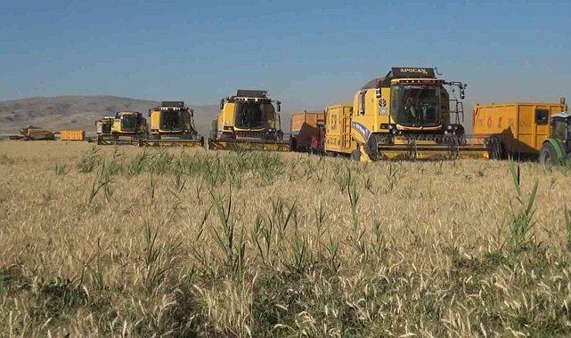 Muş Ovası'nda arpa ve buğday hasadı