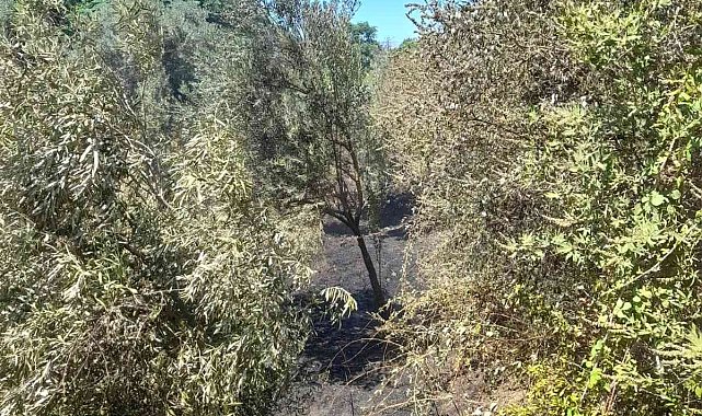 Nazilli'deki arazi yangını söndürüldü