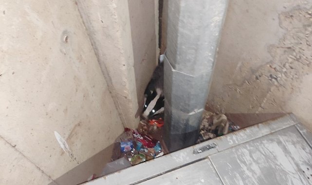 Nesli tükenme tehlikesindeki porsuk Adıyaman'da görüldü