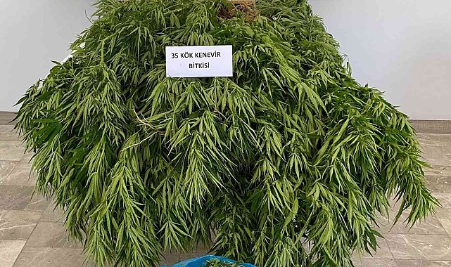 Orman arazisinde kenevir yetiştirirken yakalandı