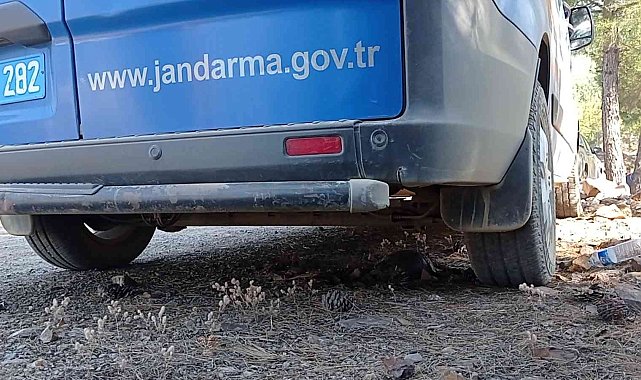 Orman yangınında yürek burkan görüntüler