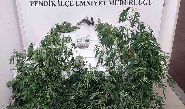 Pendik'te binanın çatı katını uyuşturucu serasına çeviren kardeşler yakalandı