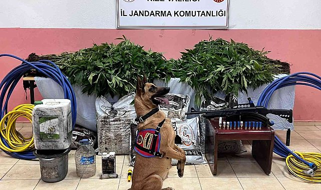 Rize'de ormanlık alanda 566 kök kenevir ele geçirildi