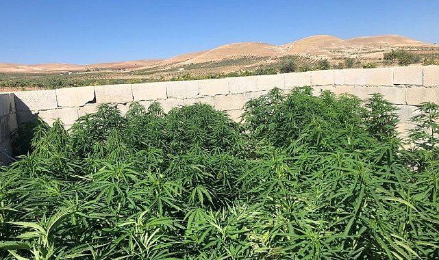 Şanlıurfa'da 83 kök kenevir ve 5,5 kilo esrar ele geçirildi