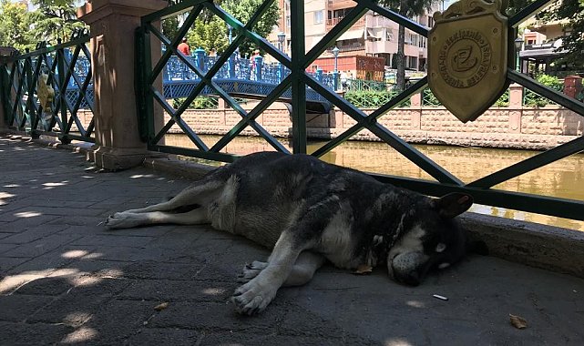 Sevimli dostların sıcak havalarla zorlu mücadelesi