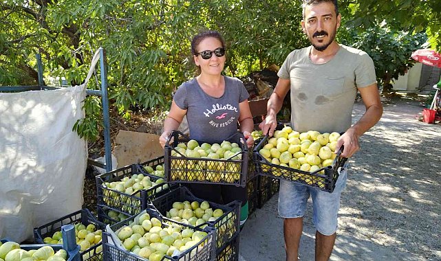 Silifke inciri Dubai ve Katar'a ihraç ediliyor