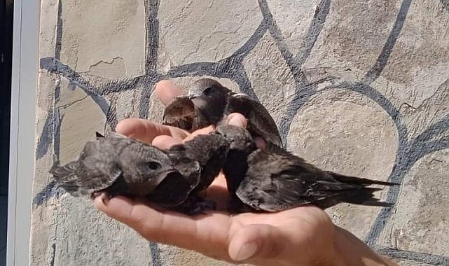 Tedavileri tamamlanan Ebabil kuşları doğaya bırakıldı