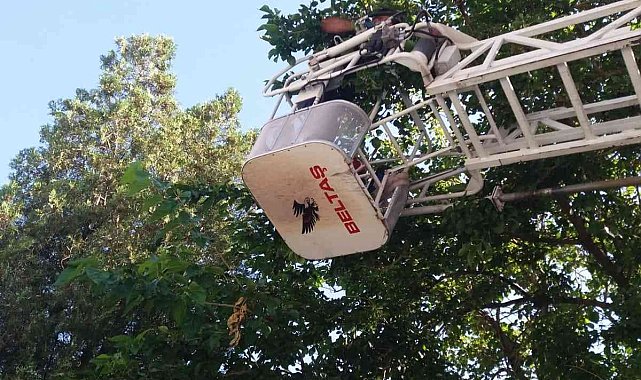 Tomarza'da ayağı sıkışan kargayı itfaiye kurtardı