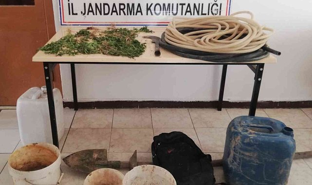 Tunceli'de bir evde kenevir ele geçirildi