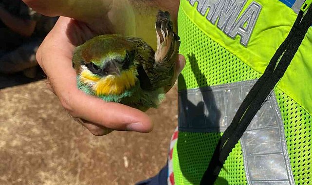 Tunceli'de kanadı kırık arı kuşuna jandarma sahip çıktı