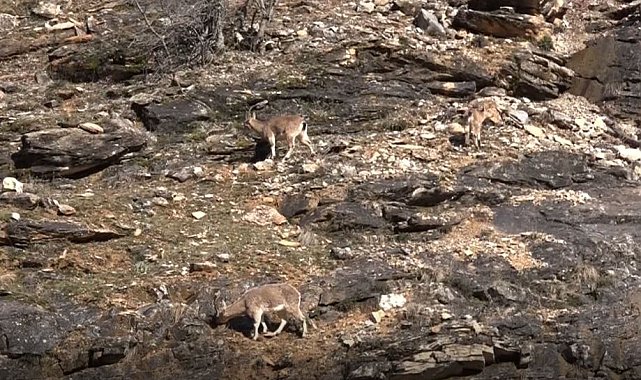 Tunceli'de yaban keçileri görüntülendi