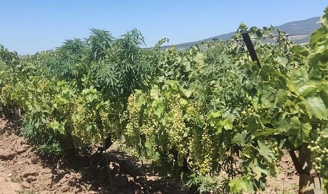 Turgutlu'da 118 kök Hint keneviri ele geçirildi