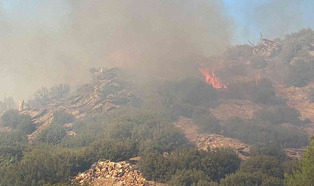 Uşak'taki yangınında 5,5 hektar alan kül oldu