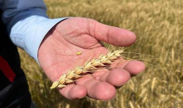 Yağışların ardından verim 2 kat arttı