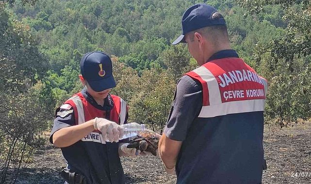 Yangından kaçamayan kaplumbağalar böyle kurtarıldı