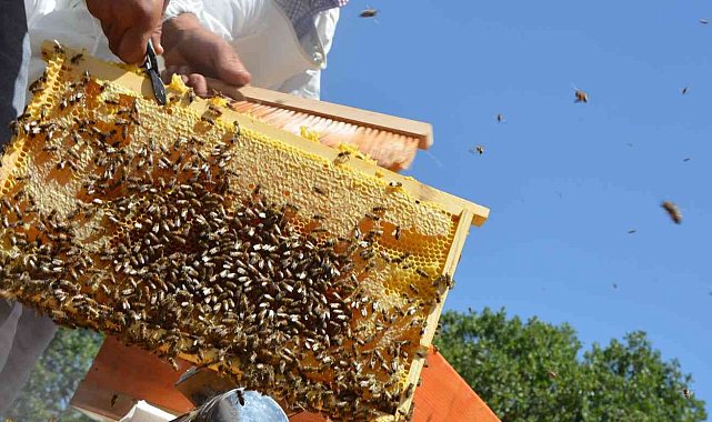 'Altın balda' hasat dönemi başladı: Hedef 2 bin ton bal elde etmek