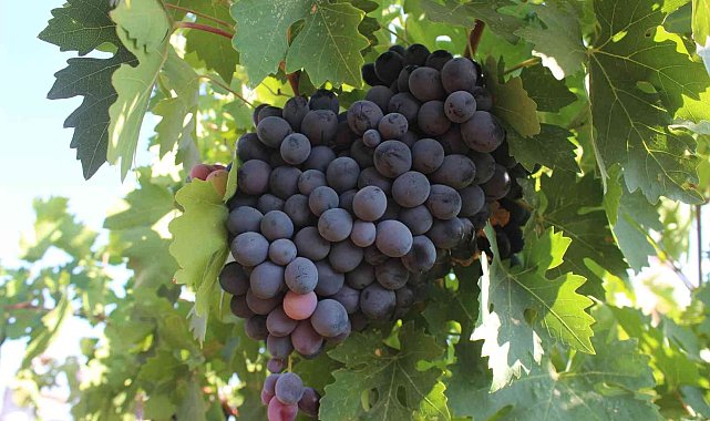 'Horoz Karası' üzümünde yüksek rekolte sevinci