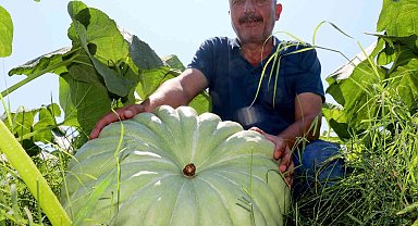 40 ton kabaktan 250 bin TL gelir bekliyor