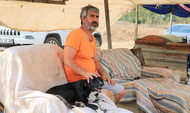 Almanya bir sokak köpeği kazandı