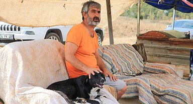 Almanya bir sokak köpeği kazandı