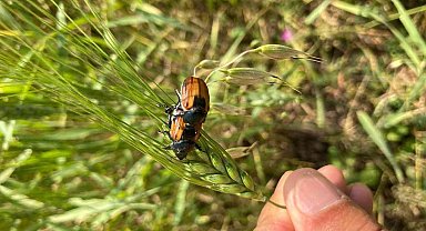 Ardahan'da bambul böcekleri ürünlere zarar verdi