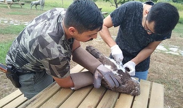 Avladığı yılanı yutamayan kartal fenalaştı