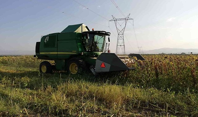 Ayçiçeği tarlalarında hasat başladı