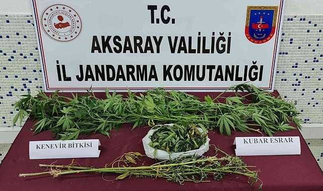 Bahçesinde kenevir yetiştirip satan şüpheli yakalandı