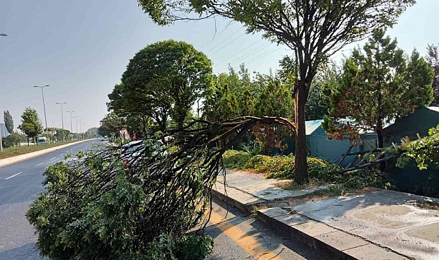 Başkent'te etkili olan fırtına bir ağacı yerinden söktü