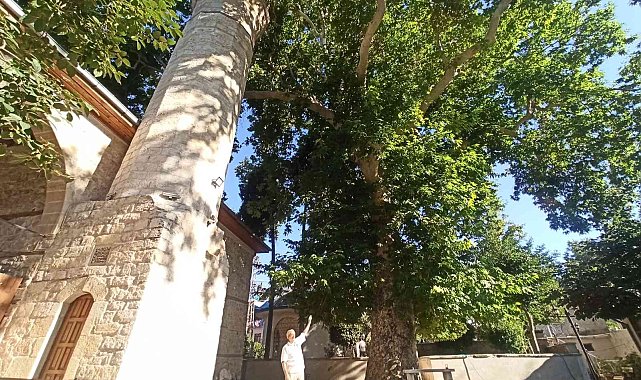 Bektutiye Camii'nin asırlık çınarla komşuluğu