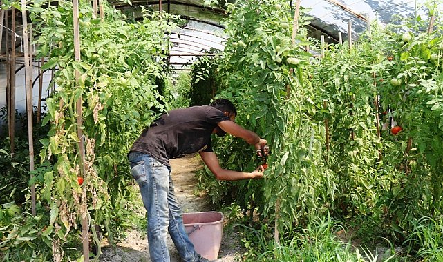 Belediye serasında haftada 1 ton hasat yapıldı