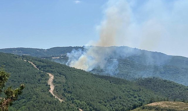 Biga'da orman yangını