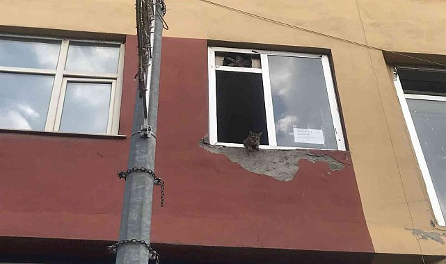 Binanın 2'nci katında mahsur kalan kediler, şaşkın bakışlar içinde kurtarılmayı bekledi