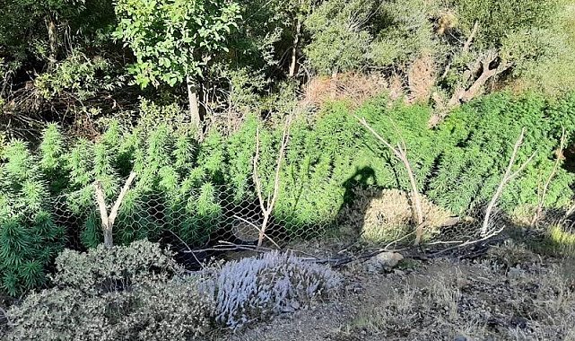 Bingöl'de 197 bin kök kenevir ele geçirildi