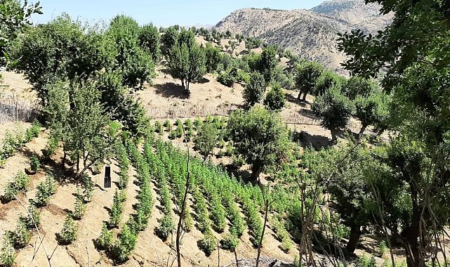 Bingöl'de 311 bin kök kenevir ele geçirildi
