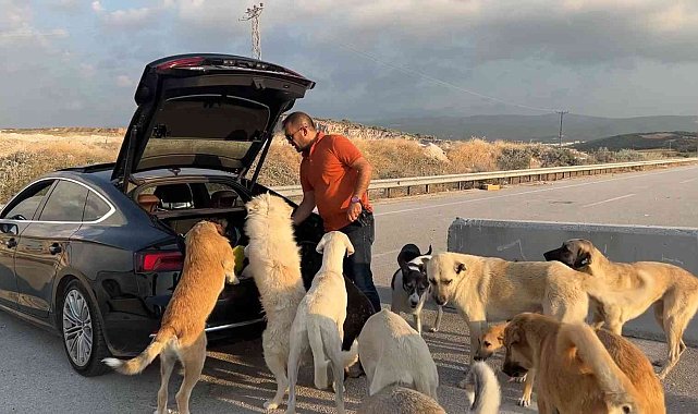 Bu köpekler çok şanslı...Milyonluk arabaya binip ciğer yiyorlar