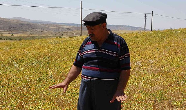Çiftçiler yağan yağmurlardan memnun