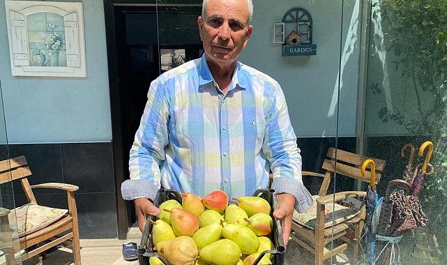 Çiftçiye örnek olsun diye dikti, dev armutlar yetiştirdi