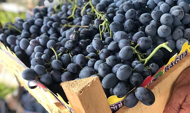 Cimin üzümü tezgahtaki yerini almaya başladı